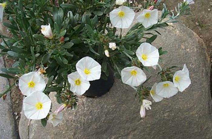 Convolvulus cneorum