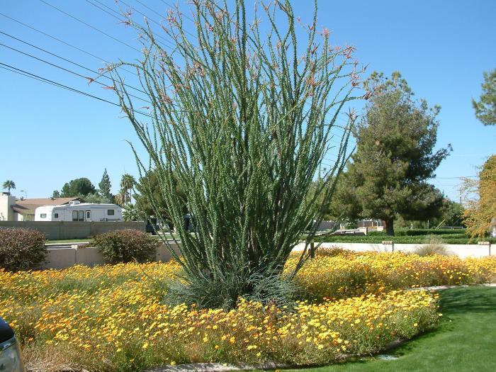 Plant photo of: Fouquieria splendens