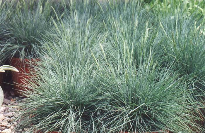 Plant photo of: Festuca glauca 'Elija Blue'