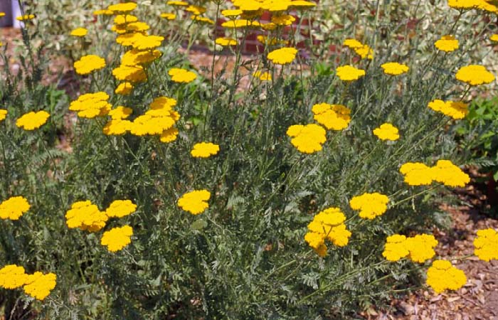 Achillea filipendulina 'Cloth of Gold'