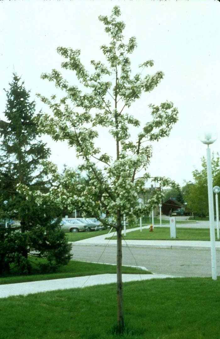 Plant photo of: Malus 'Gorgeous'