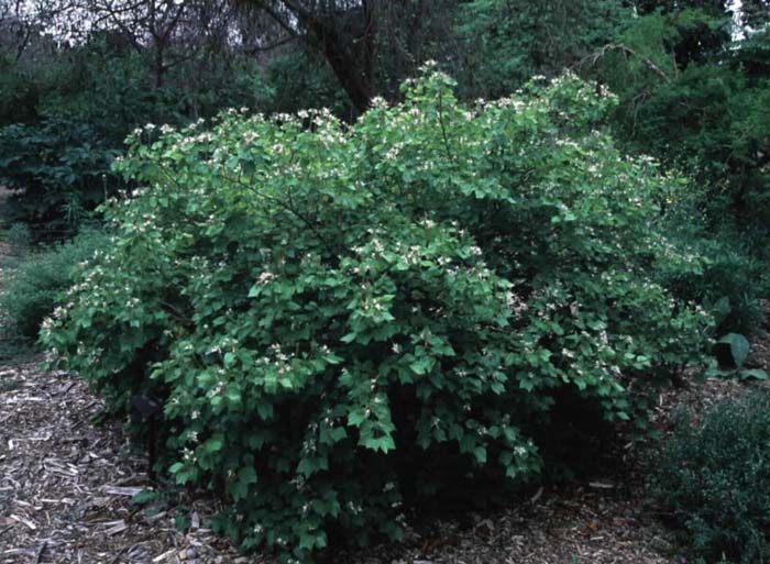 Bauhinia mexicana