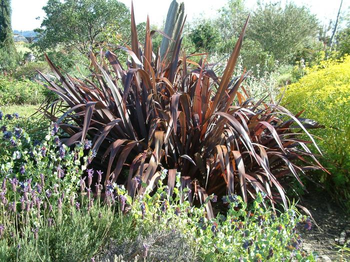 Phormium 'Amazing Red'