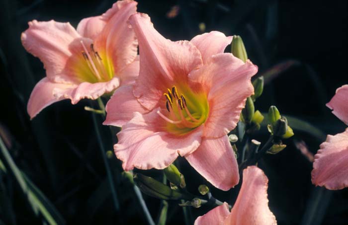 Plant photo of: Hemerocallis 'Judith'