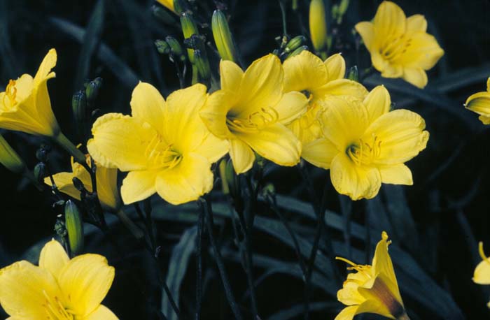 Bitsy Hybrid Daylily