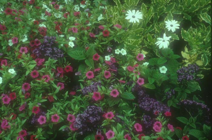 Plant photo of: Osteospermum 'Sparkler'