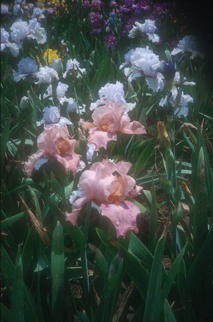 Iris bearded 'Beverly Sills'