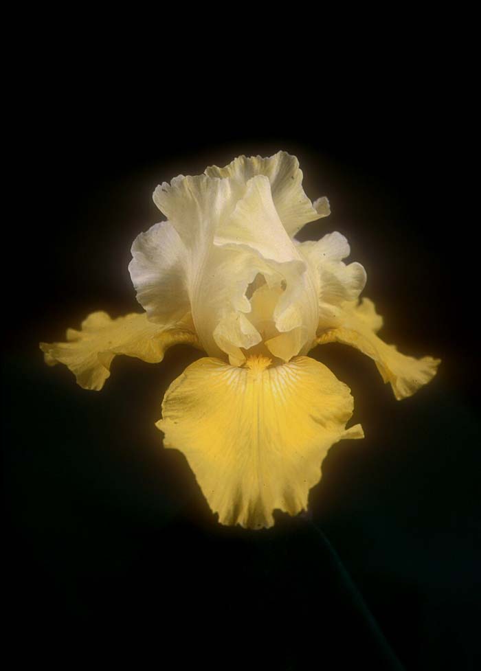 Echo De France Bearded Iris