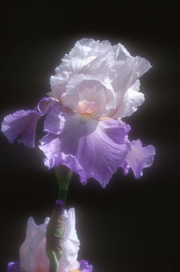 Iris bearded 'Mountain Violet'