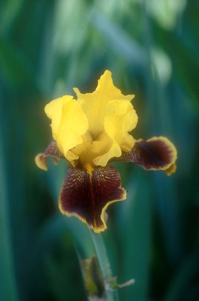 Iris bearded 'Whoop Em Up'