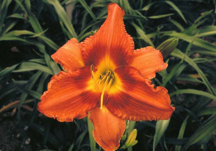 Gingerbread Man Hybrid Daylily