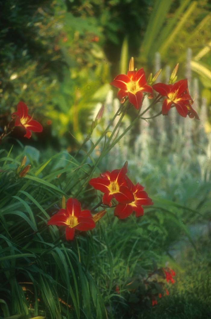 Hemerocallis 'Rojo Alto'