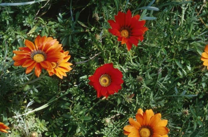 Plant photo of: Gazania species