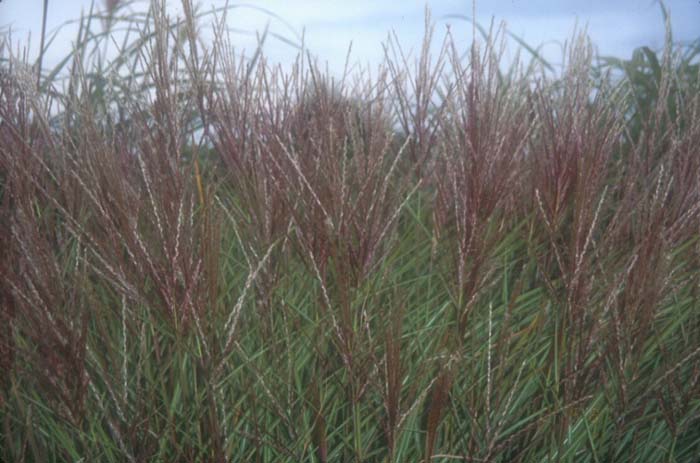 Miscanthus sinensis 'Silberspinne'