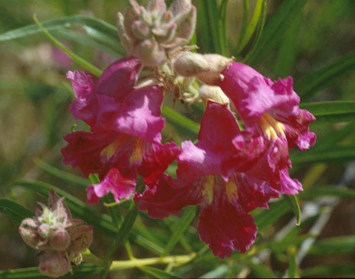 Plant photo of: Chilopsis linearis