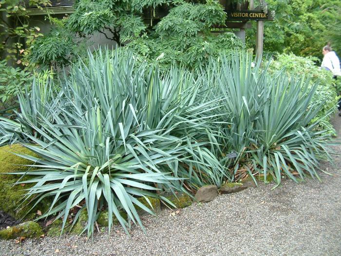 Plant photo of: Yucca filamentosa