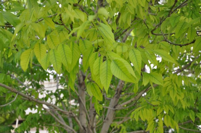 Plant photo of: Fraxinus velutina