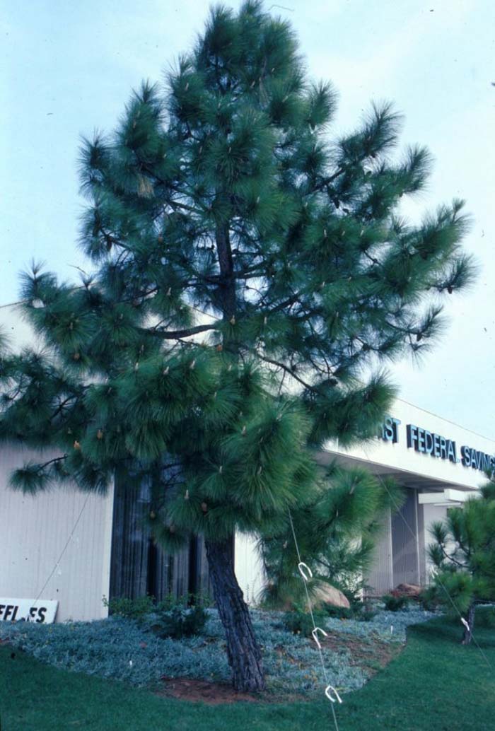 Pinus roxburghii