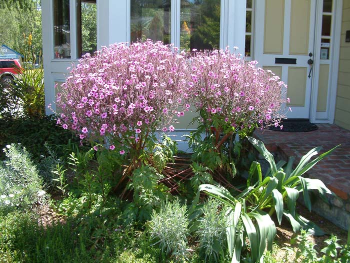 Pink Snowball Geranium