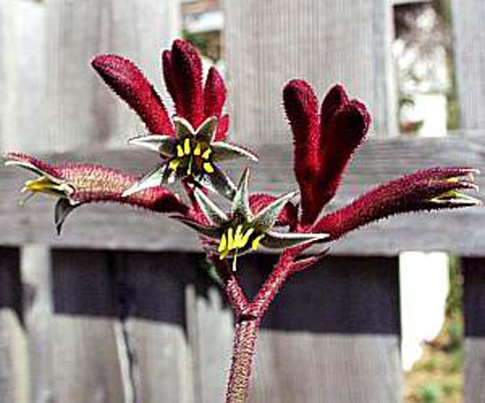 Anigozanthos flavidus 'Red Cross'