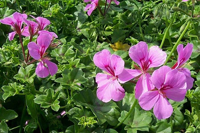 Pelargonium peltatum