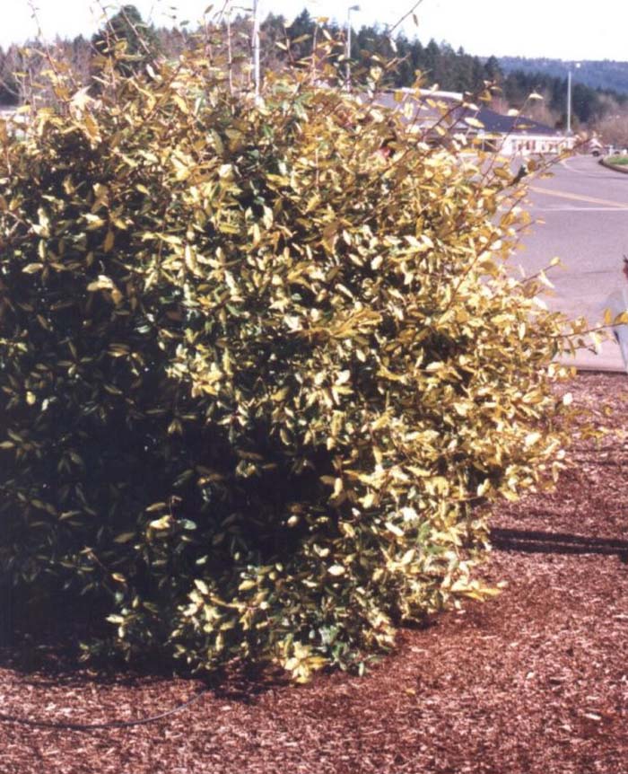 Elaeagnus pungens 'Maculata'