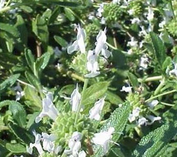 Black Sage, Creeping Sage