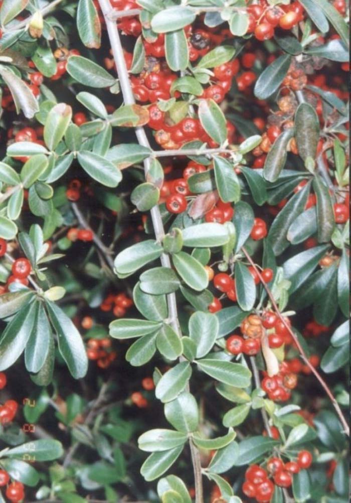 Pyracantha 'Santa Cruz'