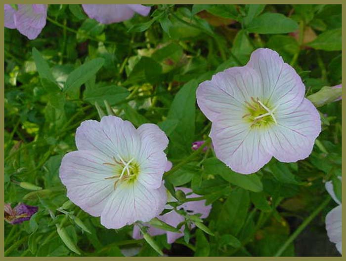 Mexican Evening Primrose