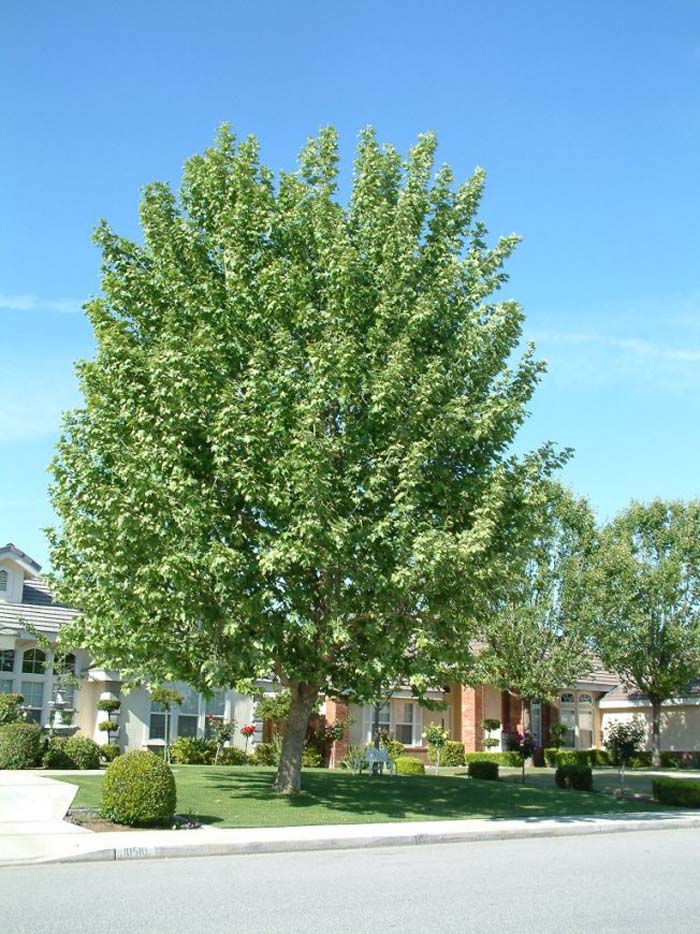 Platanus racemosa