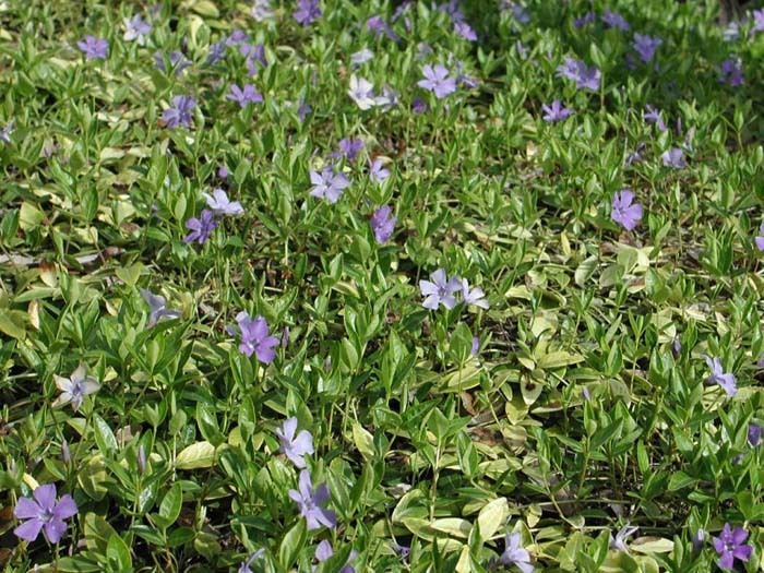 Vinca minor