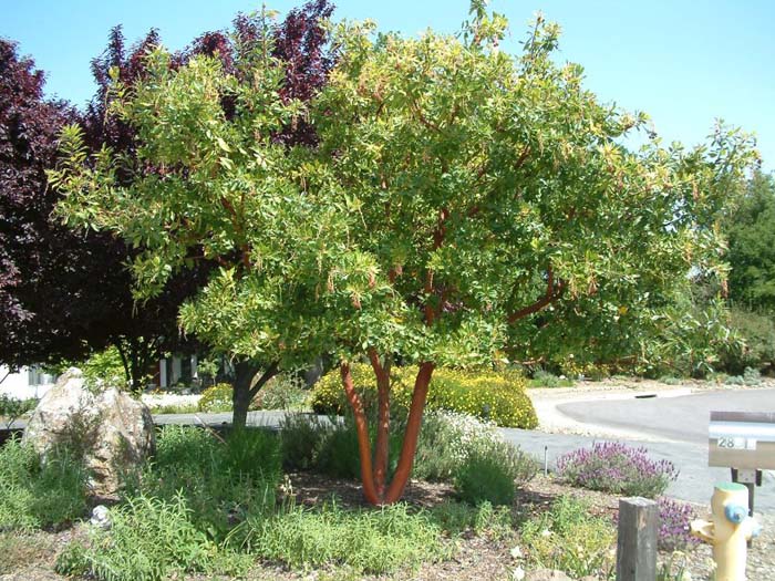 Arbutus 'Marina'