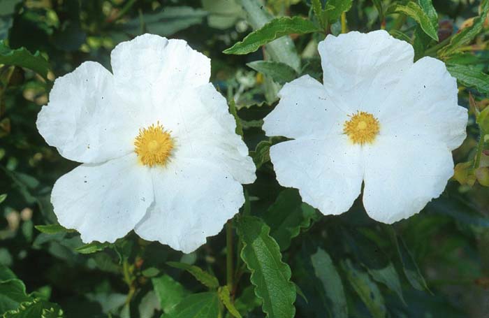 Cistus ladanifer 'Blanche'