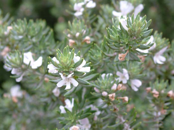 Westringia fruticosa