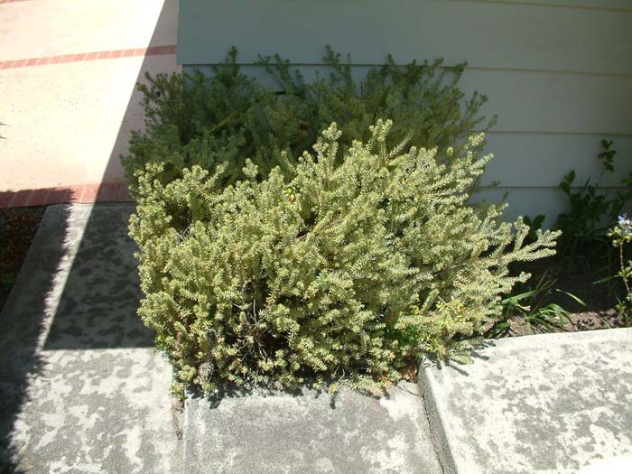 Morning Light Australian Rosemary