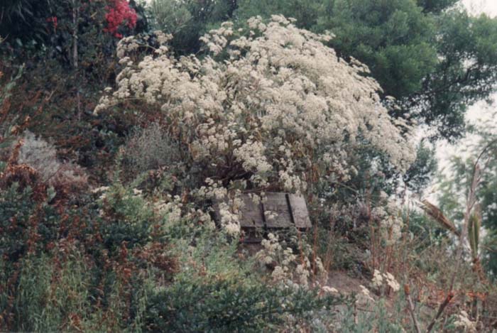 Eriogonum giganteum