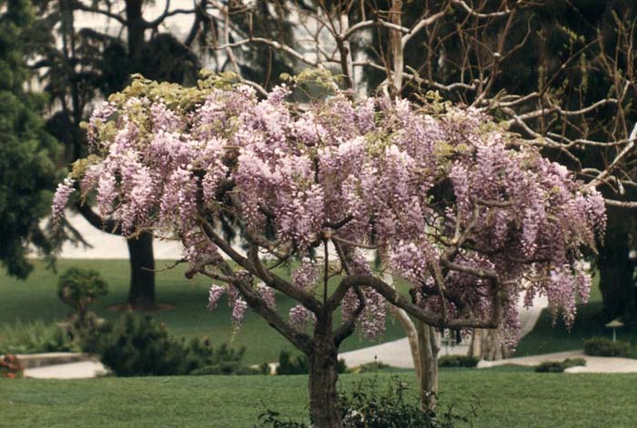 Pink Flower Japanese Wisteria