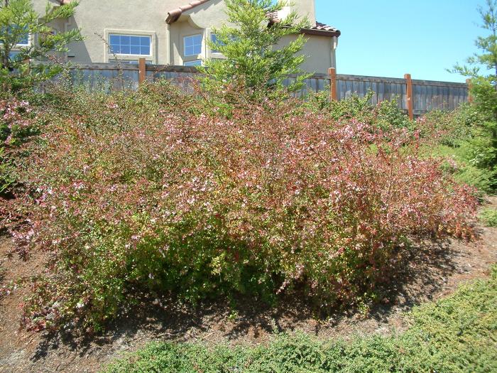 Plant photo of: Abelia X grandiflora