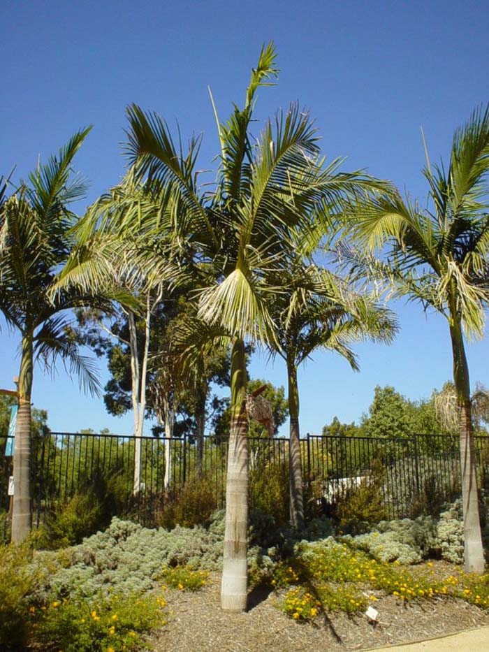 King Palm