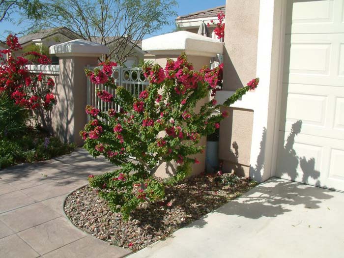 Plant photo of: Bougainvillea spectabilis 'Torch Glow'