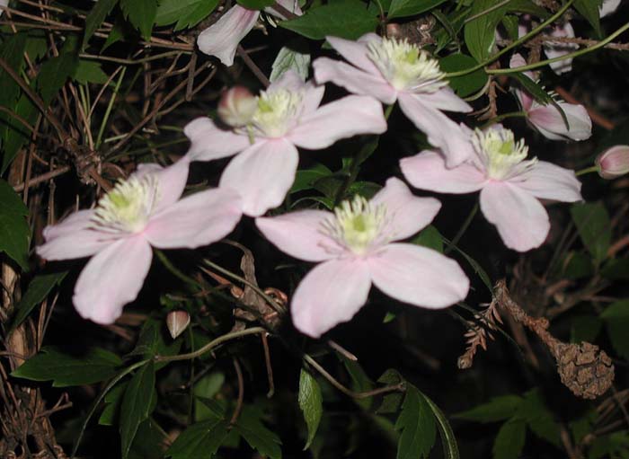 Clematis montana 'Rubens'