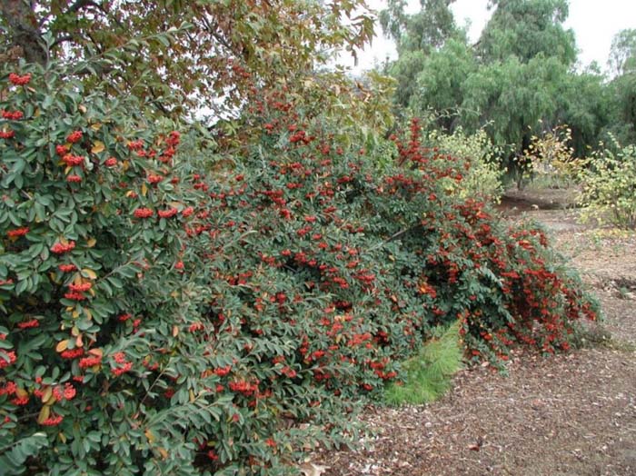 Plant photo of: Cotoneaster lacteus