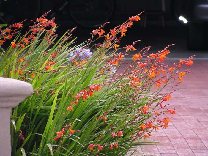 Crocosmia X crocosmiiflora