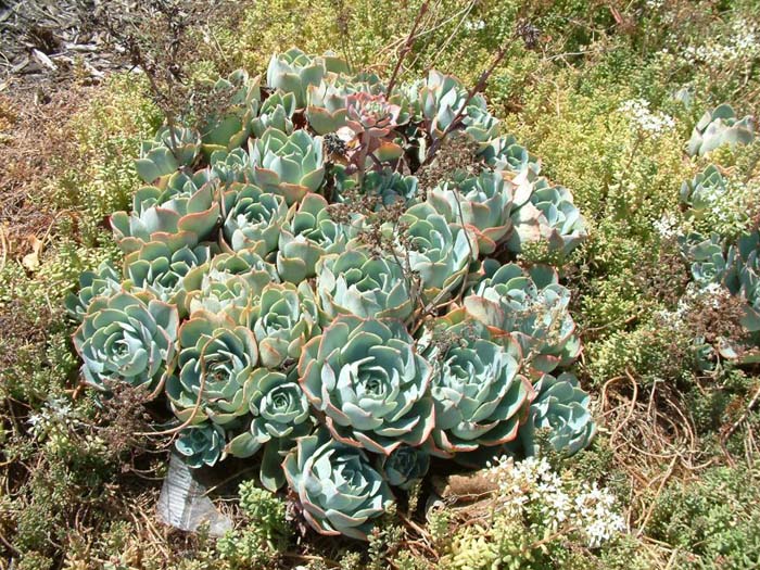 Echeveria X 'Imbricata'