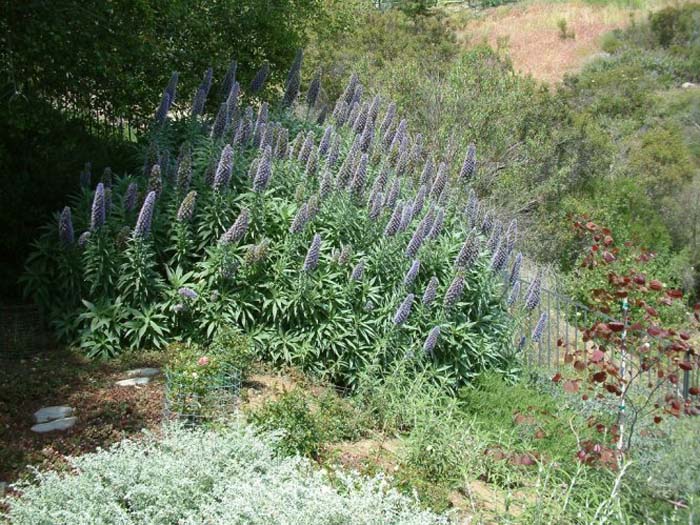 Plant photo of: Echium candicans