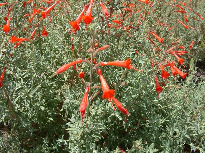 Epilobium canum canum