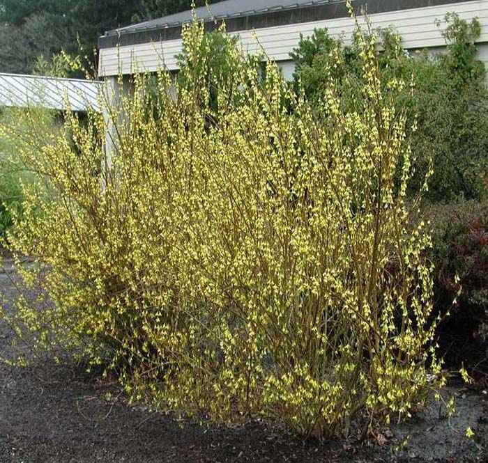 Forsythia X intermedia