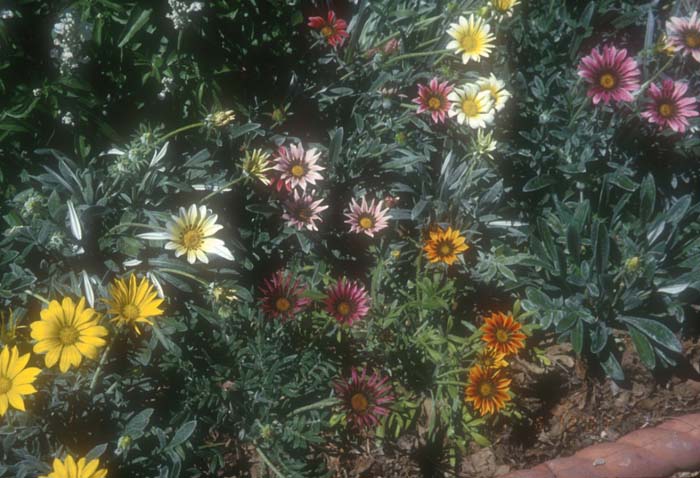 Gazania hybrids