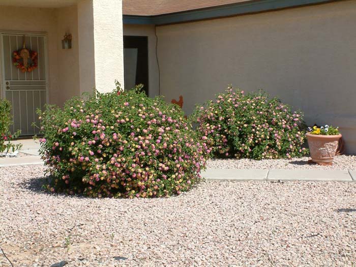 Plant photo of: Lantana 'Christine'