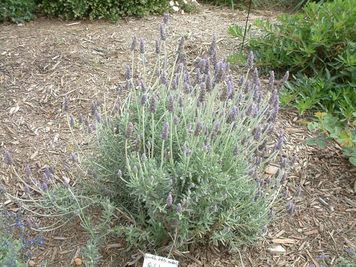 Plant photo of: Lavandula dentata 'Candicans'